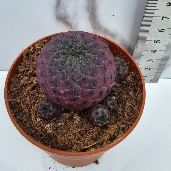 SULCOREBUTIA RAUSCHII VAR. PURPUREA