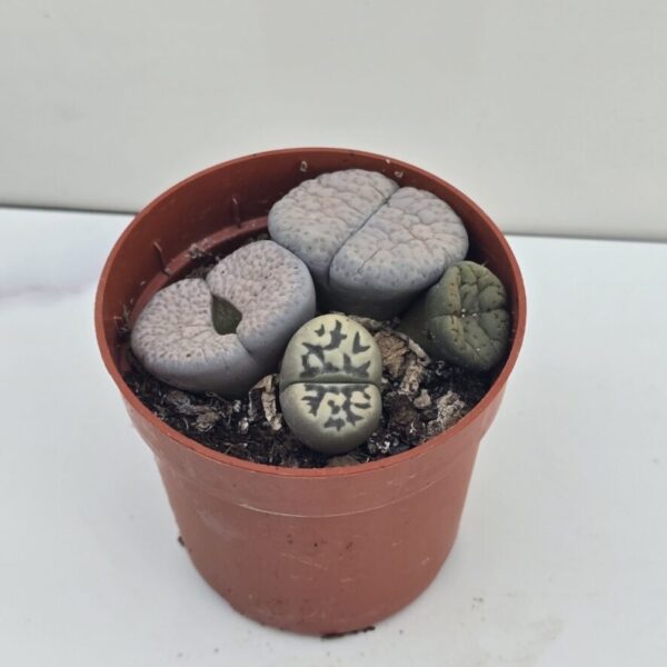 Screenshot 20250814 160511 gallery