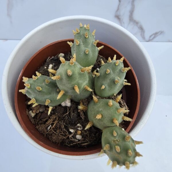 TEPHROCACTUS MOLINENSIS