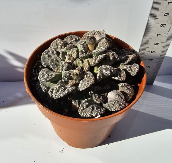 TITANOPSIS CALCAREA