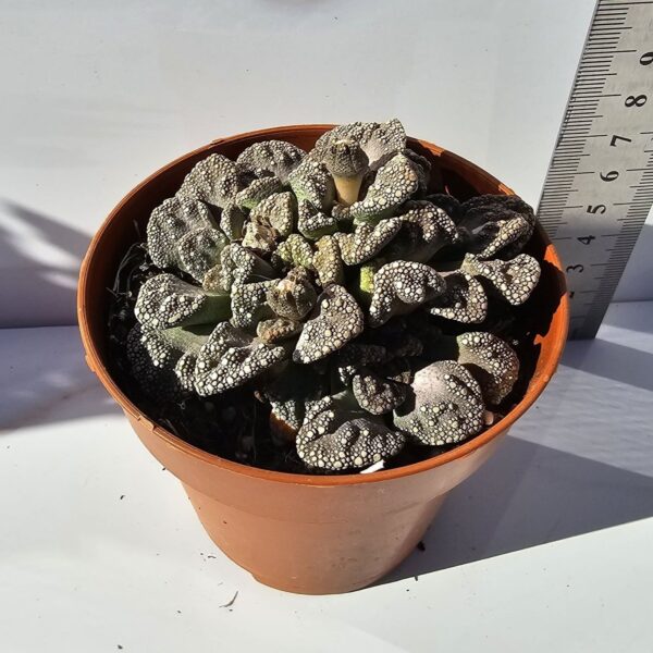 TITANOPSIS CALCAREA