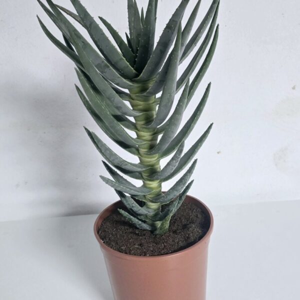 Screenshot 20260122 082520 gallery