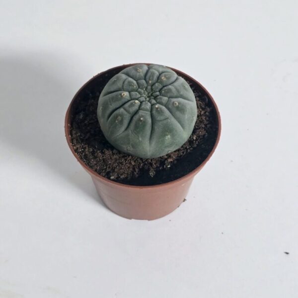 Screenshot 20260122 082827 gallery